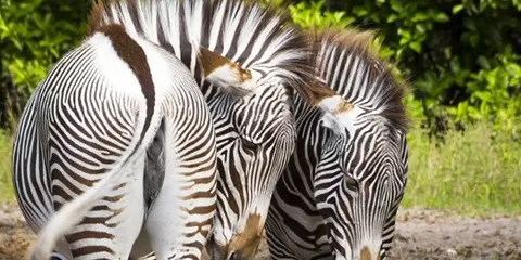 2 Days Tanzania Safari from Dar Es Salaam to Tarangire and Ngorongoro