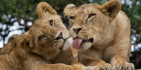 2 Days Tanzania Luxury Safari in August – Tarangire and Lake Manyara