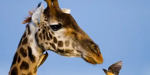 1 Day Tanzania Fly-in Fly-out Safari to Ngorongoro