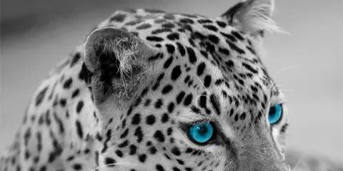 2 Days Tanzania Christian Safari to Lake Manyara & Ngorongoro