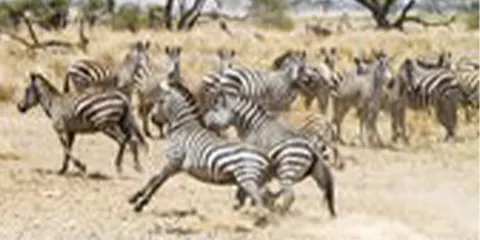2 Days Tanzania Safari in September to Lake Manyara & Ngorongoro