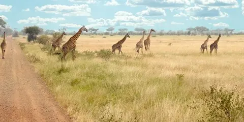 6 Days Tanzania Luxury Fly-in Fly-out Safari: Serengeti and Ngorongoro Adventure