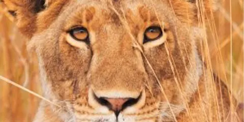 7 Days Tanzania Midrange Safari in January