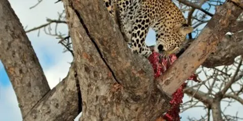 2 Days 2-Day Tanzania Luxury Safari in January – Tarangire and Lake Manyara