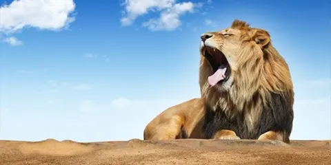 7 Days Tanzania Midrange Safari in July