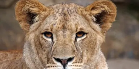 2 Days Tanzania Safari in December from Tarangire to Ngorongoro
