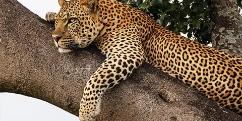 2 Days Tanzania Luxury Safari from Dar Es Salaam – Tarangire & Lake Manyara