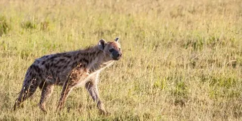 5 Days Private Midrange Tanzania Safari Fly in Drive Out