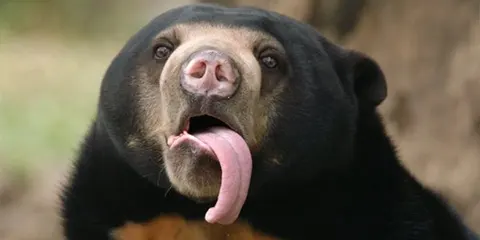 2 Days Tanzania Christian Safari Tarangire to Ngorongoro