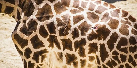 4 Days Tanzania Safari in January to Tarangire, Serengeti and Ngorongoro