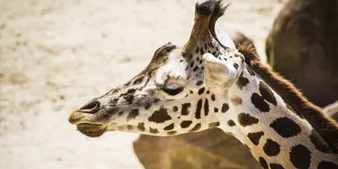 2 Days Tanzania Safari in December to Lake Manyara and Tarangire