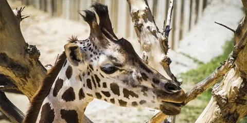 2 Days Tanzania Luxury Safari in April – Tarangire and Lake Manyara