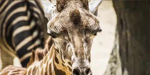 5 Days Serengeti Migration Budget Safari