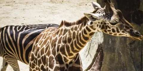 2 Days Tanzania Luxury Safari from Kenya – Tarangire and Lake Manyara