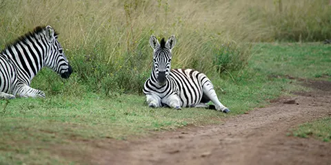 2 Days Tanzania Luxury Safari in June – Tarangire and Lake Manyara