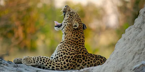 2 Days Tanzania Luxury Night Game-Drive Safari – Tarangire & Lake Manyara