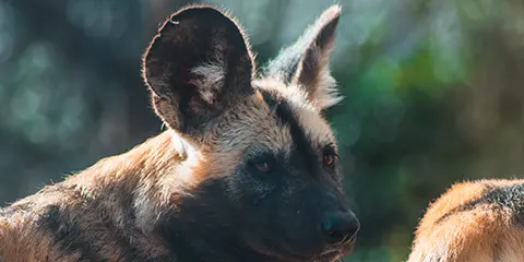 1 Day Tanzania Luxury Eco-Friendly Safari – Lake Manyara National Park