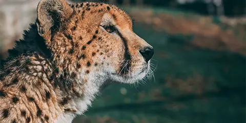 1 Day Tanzania Safari in January to Lake Manyara National Park