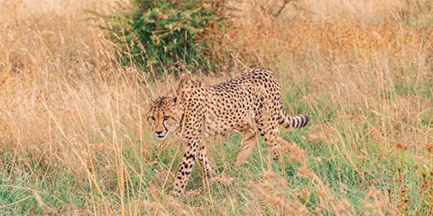 3 Days Serengeti Migration Drive in Fly out Safari