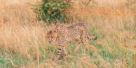 4 Days Tanzania Luxury Birdwatching Safari: Lake Manyara, Serengeti and Ngorongoro