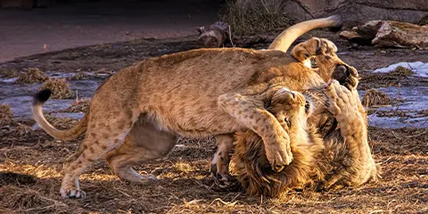 7 Days Tanzania Midrange Open-Vehicle Safari