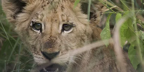 4 Days Tanzania Midrange Safari From Kenya to Lake Manyara, Serengeti and Ngorongoro