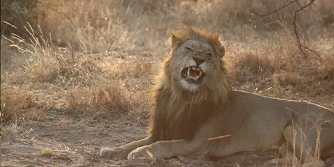 4 Days Tanzania Midrange Birdwatching Safari to Lake Manyara, Serengeti and Ngorongoro