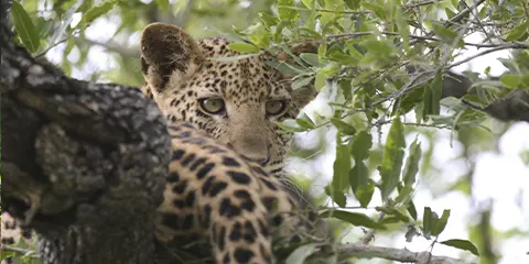 7 Days Serengeti Migration Fly in Fly out Private Safari