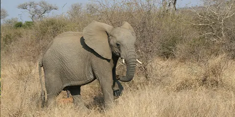 4 Days Luxury Fly in Drive out Tanzania Private Safari Serengeti-Ngorongoro