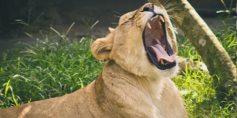 4 Days Tanzania Lodge Safari to Serengeti & Ngorongoro