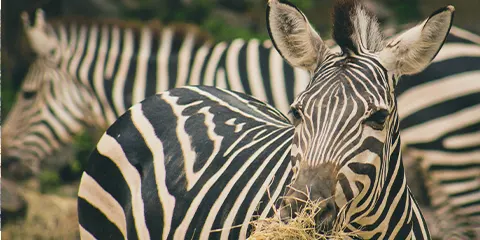 4 Days Tanzania Luxury Safari in September: Lake Manyara, Serengeti & Ngorongoro