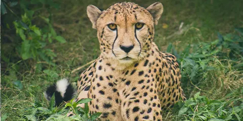 4 Days Tanzania Midrange Night Game-Drive Safari to Tarangire, Serengeti and Ngorongoro