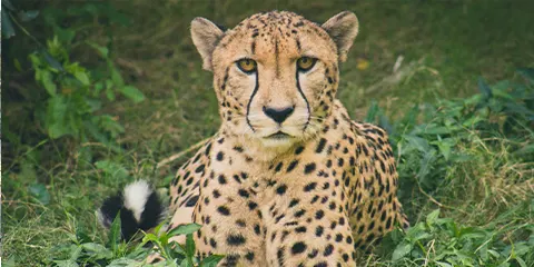 7 Days Tanzania Midrange Ecofriendly Safari