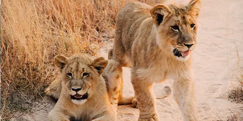 2 Days Tanzania Open-Vehicle Safari to Lake Manyara & Ngorongoro