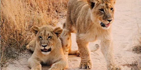 2 Days Tanzania Northern Circuit Safari to Lake Manyara & Ngorongoro