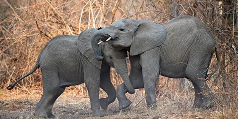 1 Day Tanzania Safari in December to Lake Manyara National Park