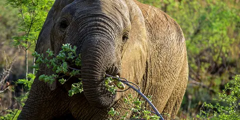 1 Day Tanzania Offroad Safari to Lake Manyara National Park