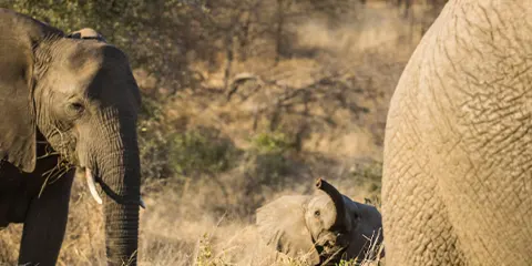 1 Day Tanzania Safari in May to Lake Manyara National Park
