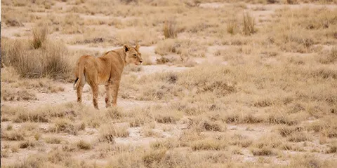 7 Days Serengeti Migration Safari from Kenya