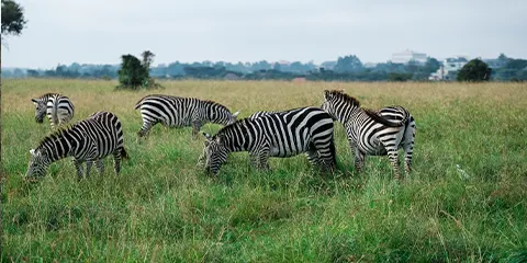 4 Days Tanzania Luxury Lodge Safari