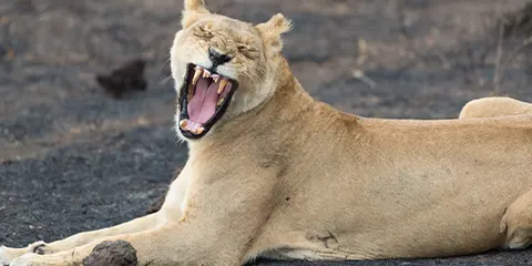 2 Days Tanzania Research Safari to Lake Manyara & Ngorongoro