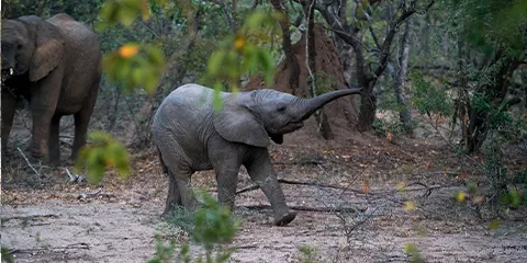 7 Days Tanzania Midrange Safari from Mwanza