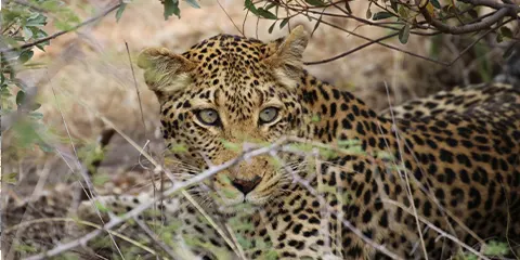 1 Day Tanzania Safari from Mwanza to Lake Manyara National Park