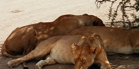 2 Days Luxury Private Safari to Lake Manyara and Ngorongoro