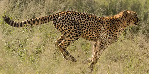 4 Days Tanzania Midrange Ecofriendly Safari to Tarangire, Serengeti and Ngorongoro