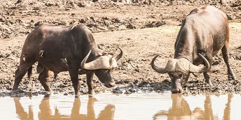 4 Days Tanzania Midrange Honeymoon Safari to Lake Manyara, Serengeti and Ngorongoro