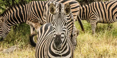 1 Day Tanzania Safari in February to Lake Manyara National Park