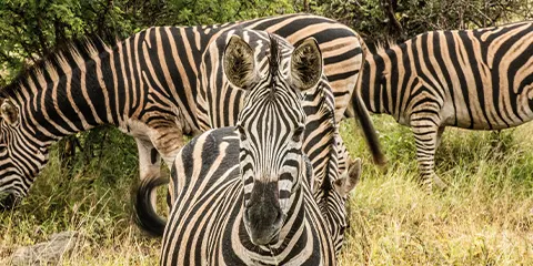 1 Day Tanzania Luxury Family Safari – Lake Manyara National Park