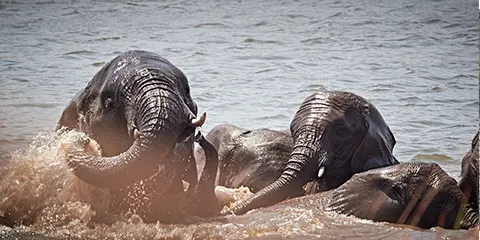 7 Days Serengeti Migration Drive in Fly out Safari