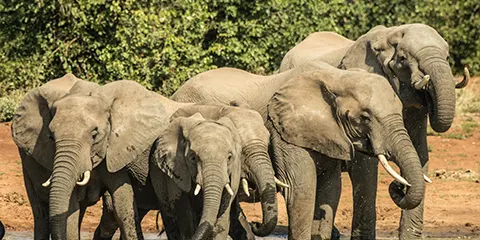 5 Days Tanzania Luxury Lodge Safari: Premium Wildlife Experience